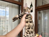 Bengal Kedisi Kardeşler