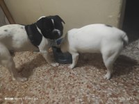 French Bulldog 9 Aylık