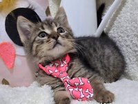 Ücretsiz Tekir Kedimiz