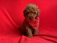 Safkan Ve Pasaportlu Toy Poodle Yavruları