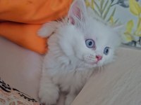 Pamuk Şekerim British Longhair Helen