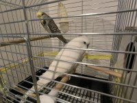 Albino Jumbo Erkek Muhabbet Kuşu