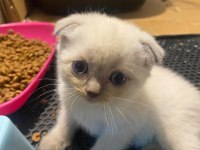 British Straight Beyaz Mavi Göz