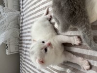 19.04.2025 doğumlu scottish fold yavrular