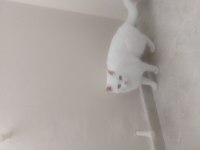 3=6 Aylık Saf Dişi British Longhair