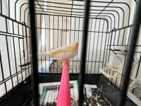 Erkek Al Mozaik Kanarya (2025)