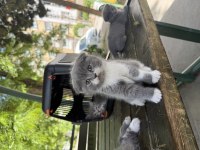 Scottish Tatlılıklar