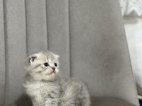 1.5 Aylık Yumurcak British Shorthair Yavrular