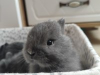 Orjinal safkan cüce tavşanımız