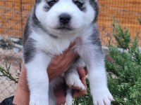 Sibirya kurdu bebek köpekler