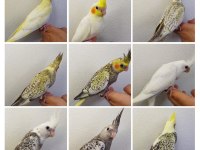 Eğitimli Yavru Sultan Papağanları