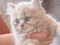 İran persian kedisi