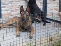 Orjinal Belçika Kurdumuz