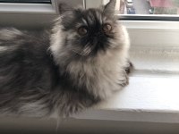 6 Aylık Dişi İran Persian Kedimiz