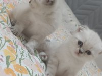 Scottish Fold Blue Point