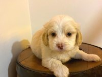 Maltipoo yavrularımız topaç gibi