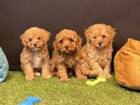 Toy poodle yavrular red brown 3 aylık