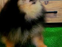 11 Aylık Teddy Bear Erkek Pomeranian