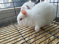 Türkiye'nin Her İline Gönderim Cüce Tavşan Yavruları