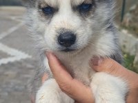 Orjinal Ve Kaliteli Sibirya Husky Yavrular
