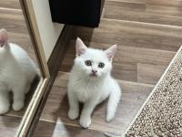 Teslime hazır british shorthair bebeklerim