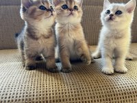 Muhteşem Kan Hattına Sahip Scottish Straight Yavrular