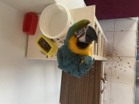 Macaw papağanı ele omza alışkın 30 kelime biliyor