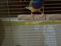 2025 Doğum Golden Finch Kesik Boyun