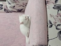 2 Buçuk Aylık Erkek Kedimiz