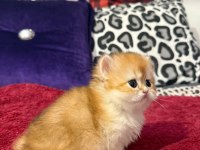 Mükemmel Güzellikte Dişi British Longhair Golden