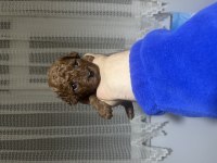 Red brown toy poodle