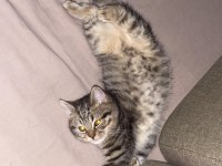 Dost Canlısı Erkek Avrupa Kedisi 6 Aylık