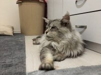 Maine Coon 2 Yaşında Erkek
