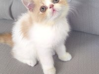 İran Persian 2 Aylık Yavrular