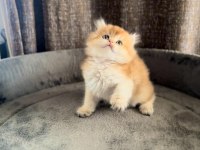 Show Kalite Ny11 Yavru Kediler