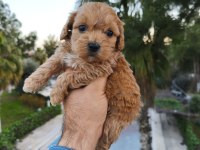 Maltipoo Dişi Ve Erkek Yavrularımız