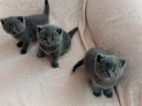 Erkek british shorthair yavruları