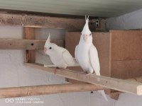 Albino Sultan Papağanı 1 Dişi Ve 1 Erkek