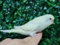 Akıllı Uysal Evin Yeni Üyesi Muhabbet Kuşu