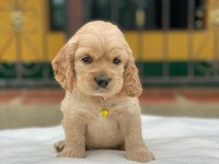 Dünya Tatlısı Cocker Yavruları