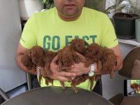 Korekan Toy Poodle Bebekleri