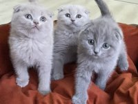 Ayı suratlı blue ve lilac scottish fold