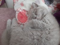 British Shorthair Dumana Yuva