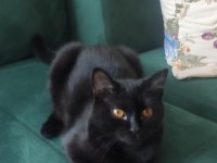 Ücretsiz Baba Scottish Fold Anne Siyam 06.12.2024 Doğumlu