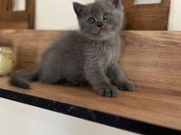 Orjinal Irkta Safkan British Shorthair