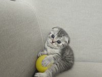 Scottish Fold Yavru Kedilerimiz