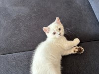 2 Aylık British Shorthair Kedisi