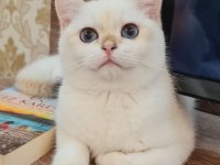 Muhteşem Kan Hattına Sahip British Shorthair Bebeklerim