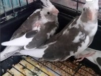 Çekmeköy sultan papağanı 2 aylık