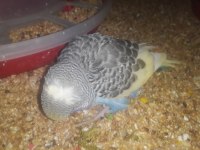 5 Adet Rainbow Muhabbet Kuşu Uyguna